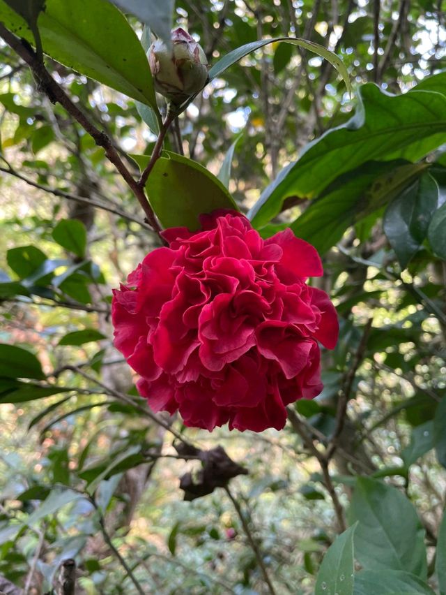 「嘉道理農場植物園春季賞杜鵑花，與大自然親密接觸」