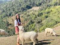อาข่า ฟาร์มวิลล์ (Akha FarmVille)
