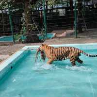 Tiger kingdom กับเหล่าแมวหางใหญ่ 🐯