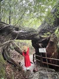 まるで もののけな パワースポット🌳