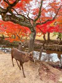 【奈良】タイムスリップしたような古民家カフェ×紅葉