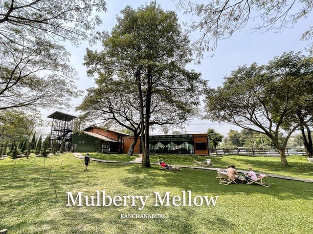 Mulberry Mellow คาเฟ่สุดคิวท์กาญจนบุรี🍀🍇🏠