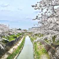 【名古屋 瑞穂区】さくらの名所100選にも選定🌸