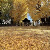 二日市八幡宮，如畫般的金黃秋日風景