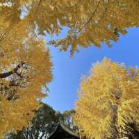 二日市八幡宮，如畫般的金黃秋日風景