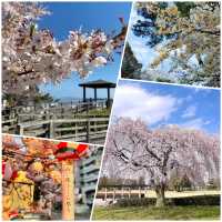 西公園，粉紅浪漫櫻花谷中野餐
