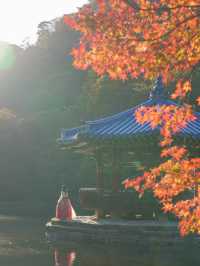 (실시간) 붉은빛 옷 갈아입기 시작한 정읍 내장산🍁🤎