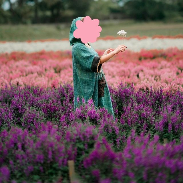 🌹🎄🌱 .. ปล่อยใจไปกับ #สวนดอกไม้เชียงใหม่