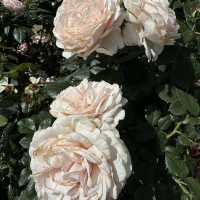 Werribee rose garden