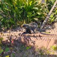 於宇部市常盤動物園探索奇珍異獸
