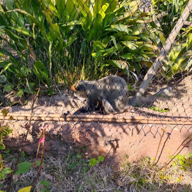 於宇部市常盤動物園探索奇珍異獸