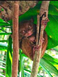 Bohol: A Tropical Paradise of Natural Wonders and Wildlife