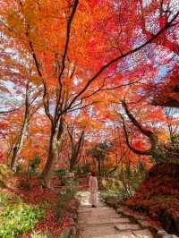 京都嵯峨野の紅葉名所😊🍁小倉山の常寂光寺🍁