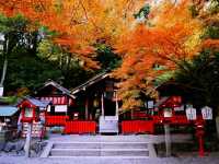 京都🇯🇵野宮神社