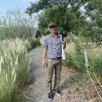 วัดม่วง อ่างทอง