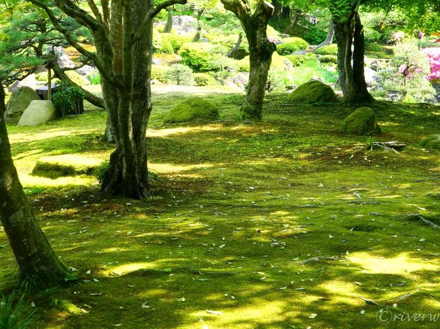 【島根県】牡丹の産地「由志園」で見られる春の風物詩・池泉牡丹