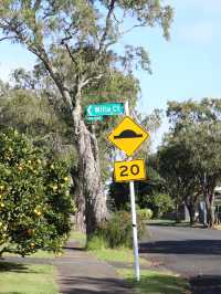【New Zealand】オークランドで自然も街も楽しもう🌿
