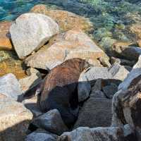Narooma，海豹，果冻海