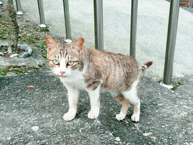 🐾 猴硐貓村：心靈的洗滌之旅 🌿