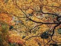 วัดเทนริวจิ (Tenryuji Temple )