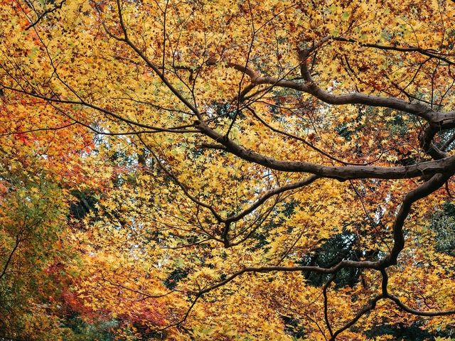 วัดเทนริวจิ (Tenryuji Temple )