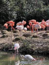 A Wild Adventure at Shanghai Wild Animal Park