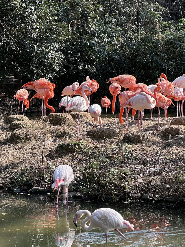 A Wild Adventure at Shanghai Wild Animal Park