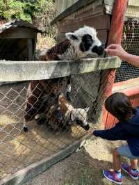 Whiti Farm Park: Animal Encounters and Adventure!