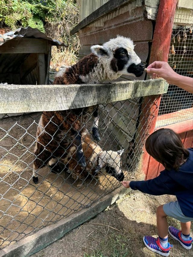 Whiti Farm Park: Animal Encounters and Adventure!