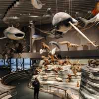 Natural History Museum - Shanghai