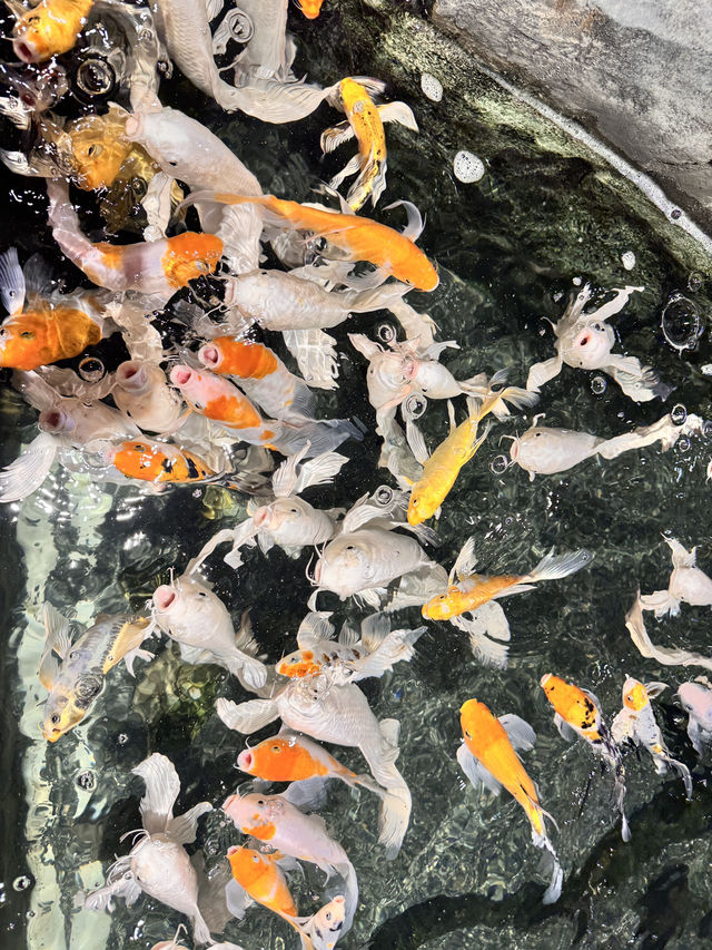 경기도 동탄 아이와 함께 가볼만한 실내 놀거리 아쿠아리움 카페, 디.아쿠아 롯데백화점 동탄점