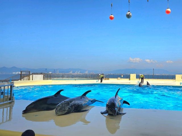 돌고래와 함께하는 마린월드 우미노나카미치🐬✨ 돌고래쇼 & 돌고래 카레까지!