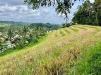 Jatiluwih Rice Terraces