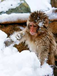 日本長野縣。地獄谷雪猴公園🦧Snow Monkey Park獼猴野生生態奇觀