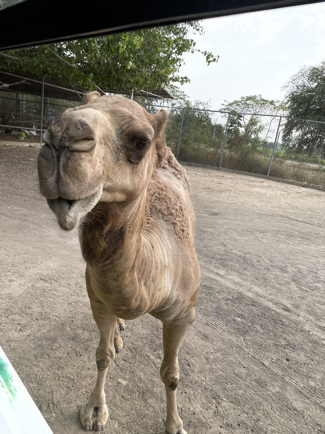 A day a Kanchanaburi Safari 