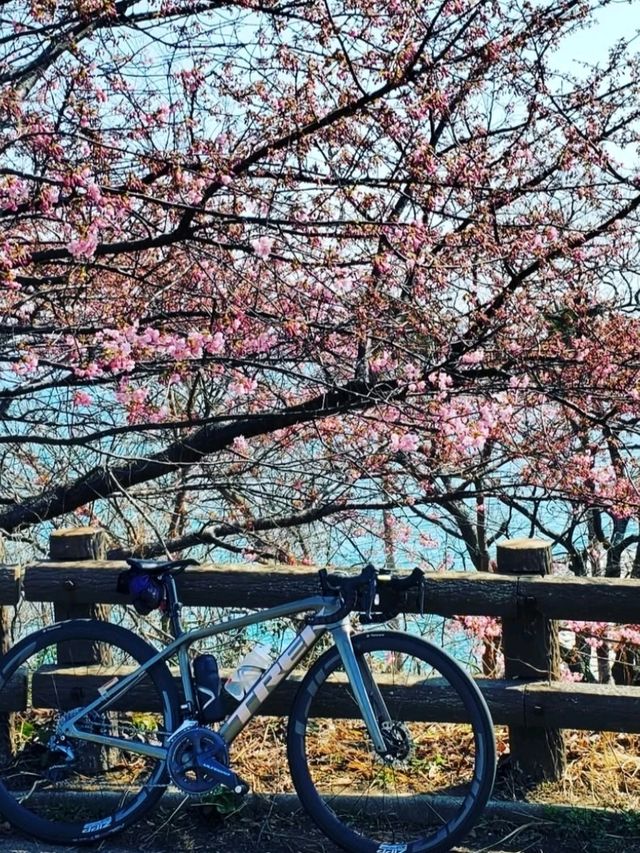 ■大角海浜公園