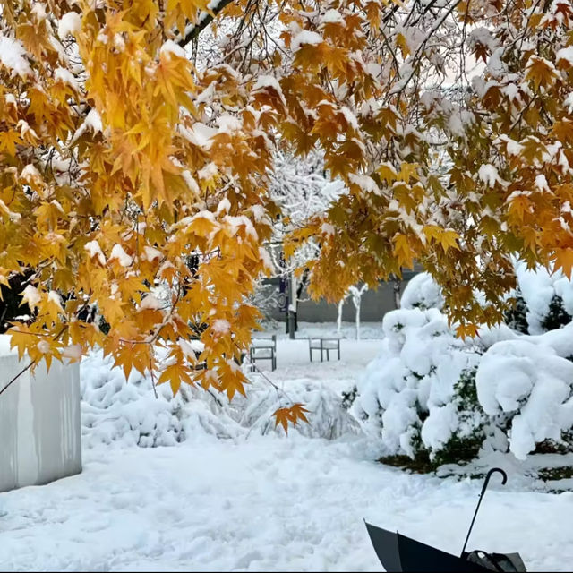 吉祥寺-白雪下朝鮮古剎