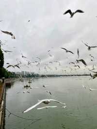 Haihong Wetland: A Harmonious Blend