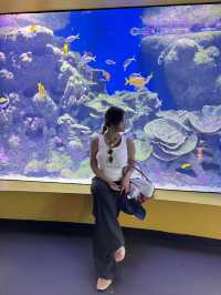 Must-visit places in Cairns Aquarium