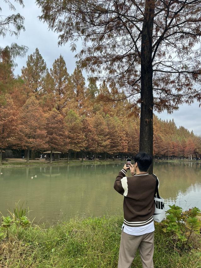 가을 단풍 명소, 담양 메타세쿼이아길