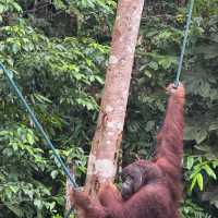 Incredible orangutan feeding! 