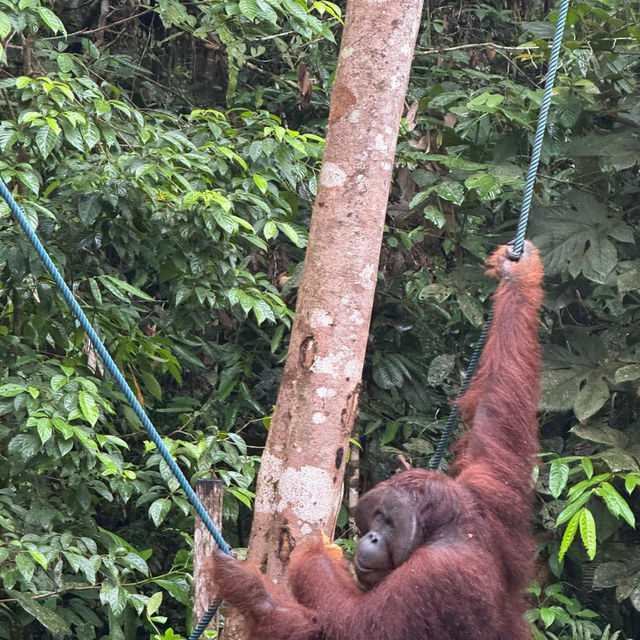 Incredible orangutan feeding! 