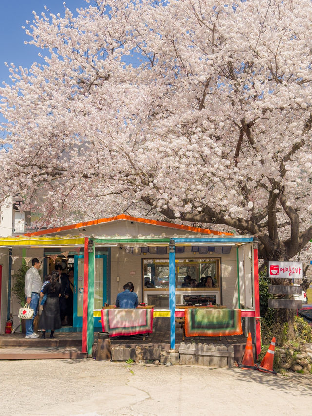 도로 전체가 벚꽃으로 뒤덮이는 십리벚꽃길🌸