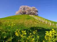 【埼玉県】SNS人気に！古墳の上に咲く桜の木「さきたま古墳」