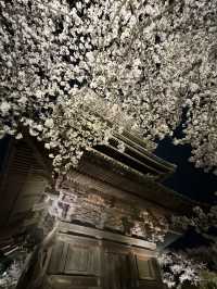 🌟 京都東寺夜櫻：一生必去的絕景 🌸