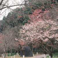 復興公園：在“櫻花盛開的日子裡，心情也跟著綻放” 🌸😊