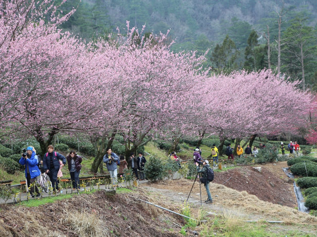 台中🌸 武陵農場櫻花，粉色浪漫爆擊！🌸 漫步花海，捕捉最美瞬間！📸💖