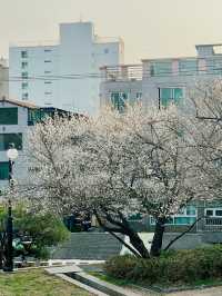 釜山的春天：在Suyeong Folklore Conversion Association欣賞白櫻花 🌸📸