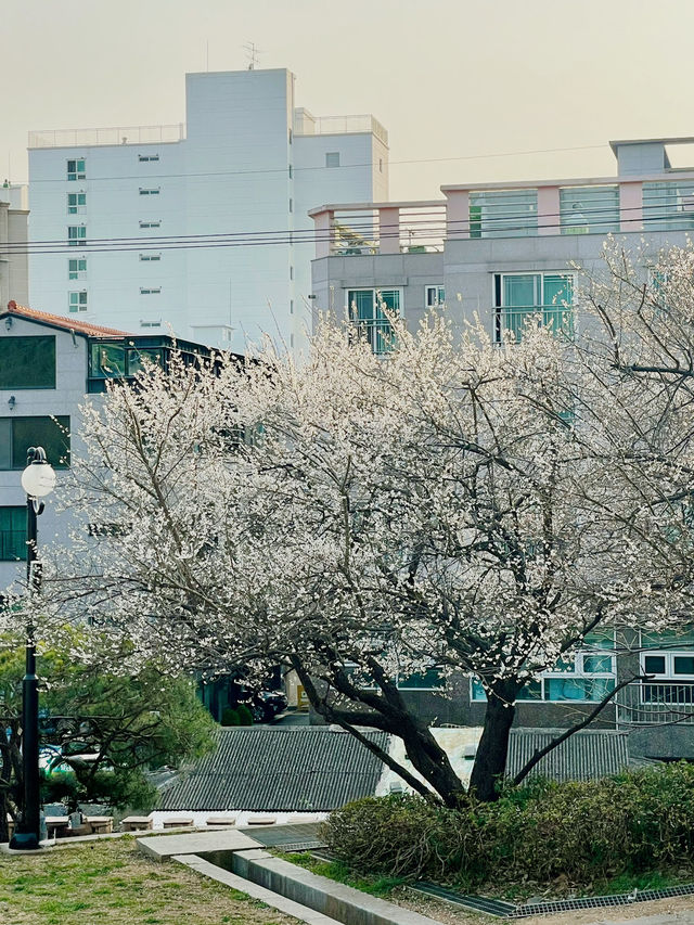 釜山的春天：在Suyeong Folklore Conversion Association欣賞白櫻花 🌸📸