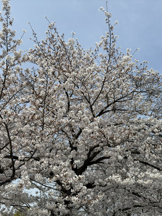 森之宮公園的櫻花盛開，難以忘懷的絕景 🌸✨
